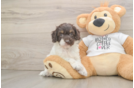 Best Cockapoo Baby