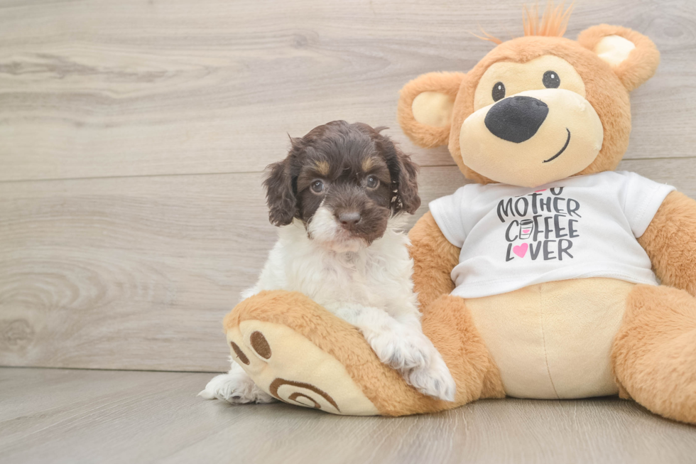 Best Cockapoo Baby