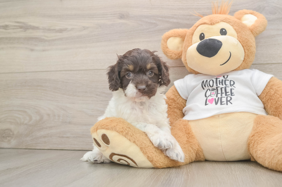 5 week old Cockapoo Puppy For Sale - Seaside Pups