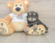 5 week old Cockapoo Puppy For Sale - Seaside Pups