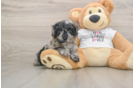 Cockapoo Puppy for Adoption