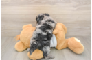 Cockapoo Pup Being Cute