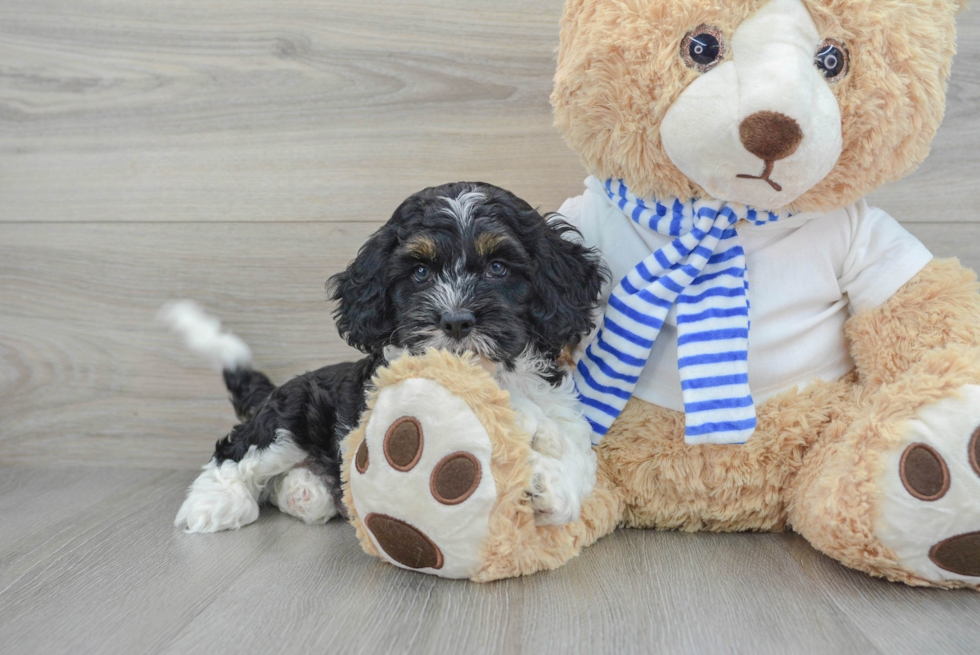 Cockapoo Puppy for Adoption
