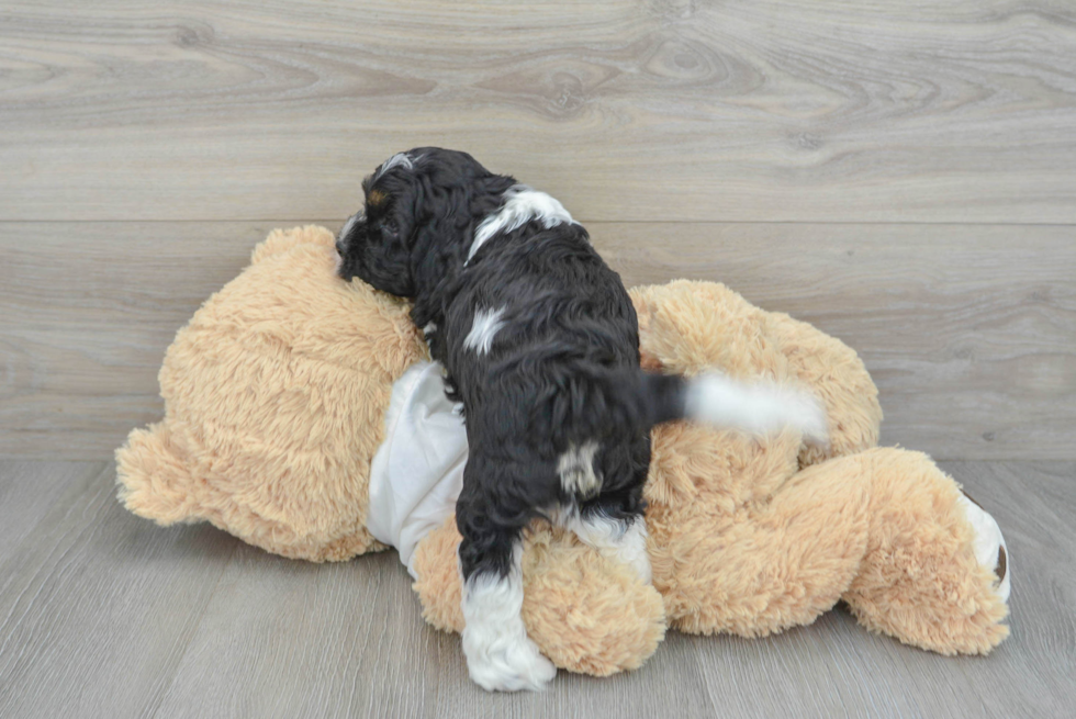 Cute Cockapoo Baby