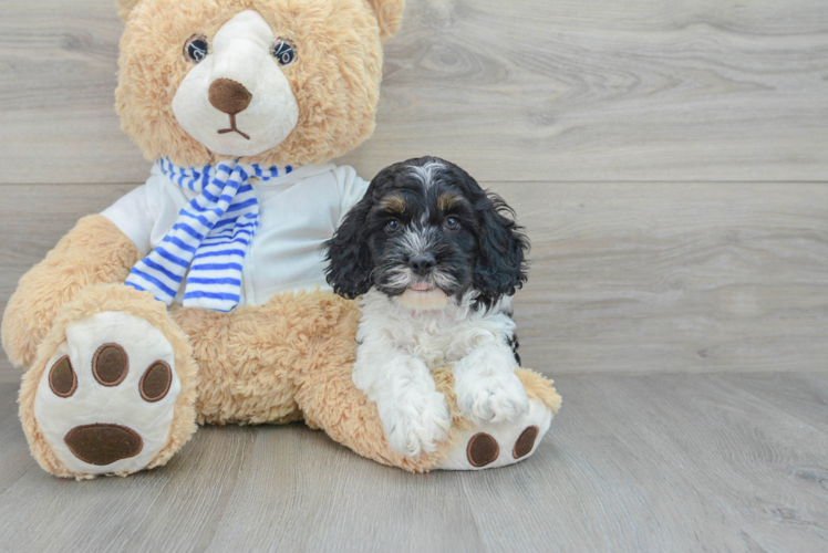 Adorable Cockerpoo Poodle Mix Puppy