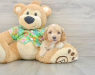 7 week old Cockapoo Puppy For Sale - Seaside Pups