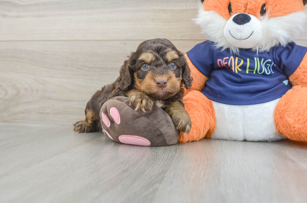 5 week old Cockapoo Puppy For Sale - Seaside Pups