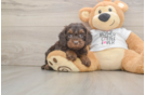 Petite Cockapoo Poodle Mix Pup
