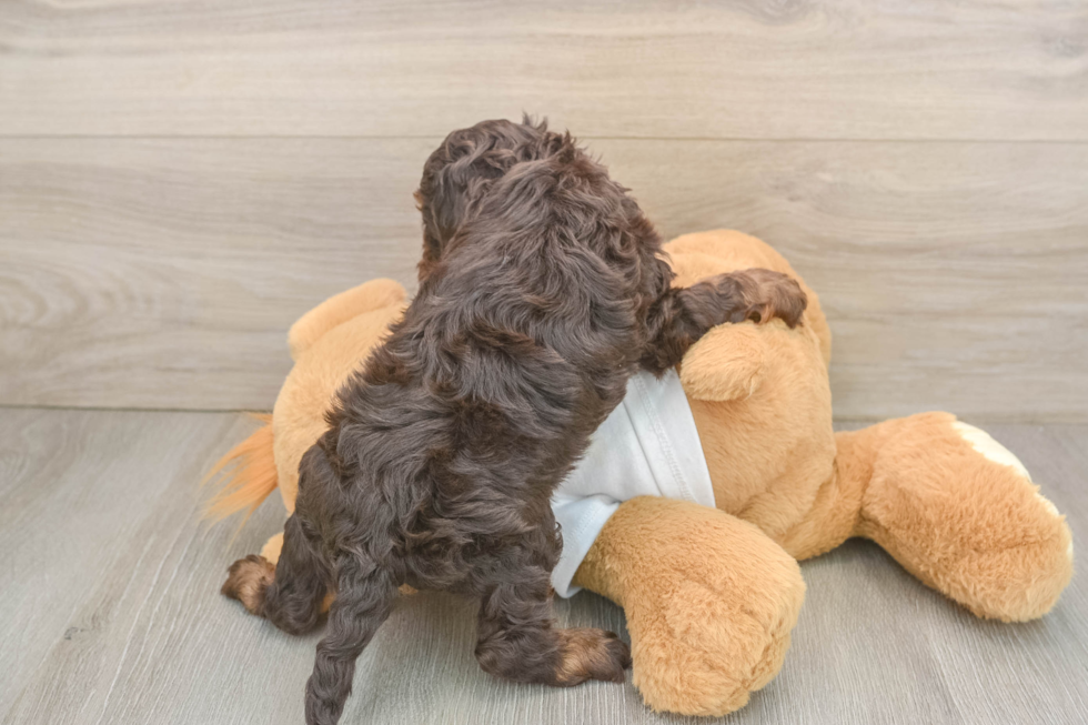 Cockapoo Puppy for Adoption