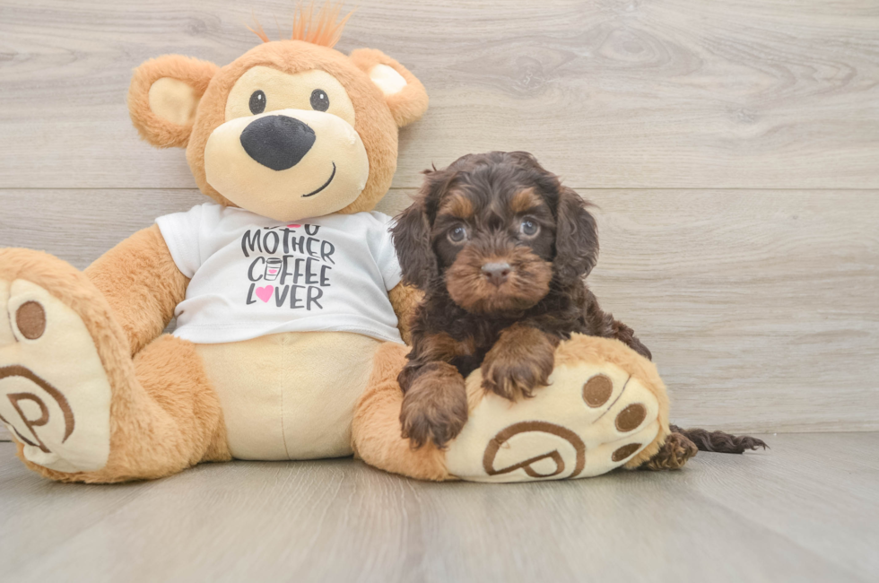 5 week old Cockapoo Puppy For Sale - Seaside Pups