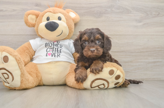 Adorable Cocker Doodle Poodle Mix Puppy