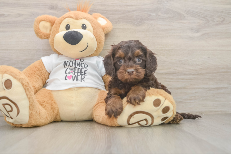 Meet Gerard - our Cockapoo Puppy Photo  1/3 - Seaside Pups Adorable Cocker Doodle Poodle Mix Puppy