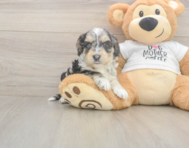 6 week old Cockapoo Puppy For Sale - Seaside Pups