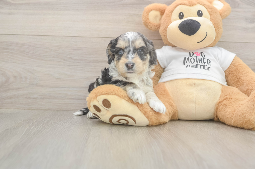 6 week old Cockapoo Puppy For Sale - Seaside Pups