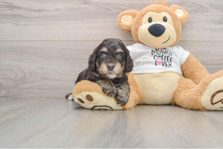 Funny Cockapoo Poodle Mix Pup