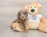 6 week old Cockapoo Puppy For Sale - Seaside Pups