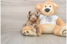 Best Cockapoo Baby