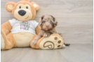 Cockapoo Puppy for Adoption