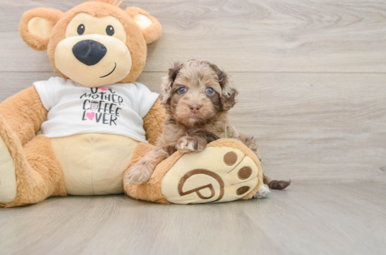 Cockapoo Puppy for Adoption