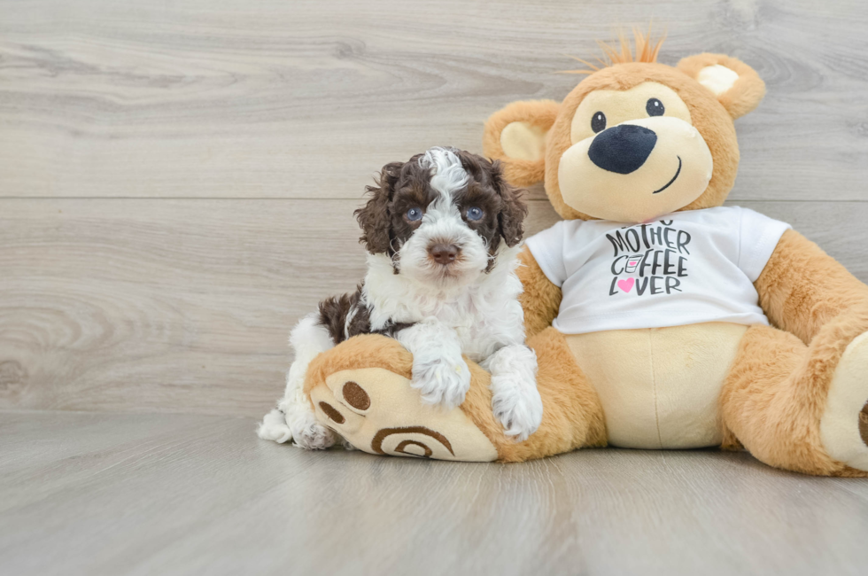 7 week old Cockapoo Puppy For Sale - Seaside Pups