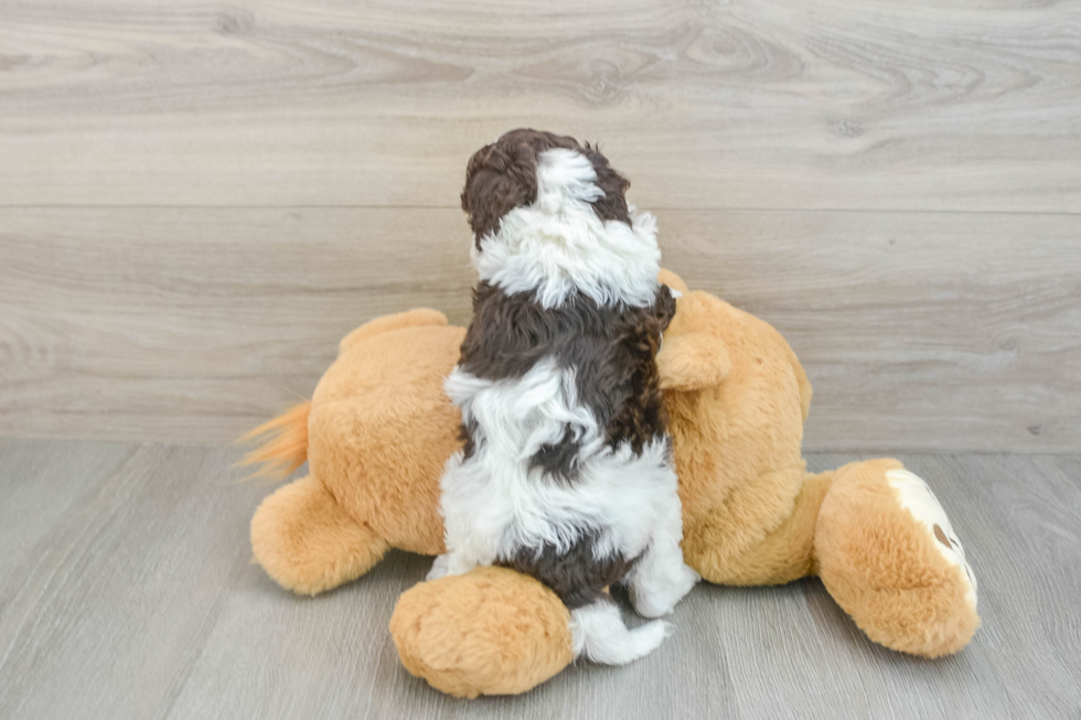 Adorable Cocker Doodle Poodle Mix Puppy