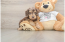Sweet Cockapoo Baby