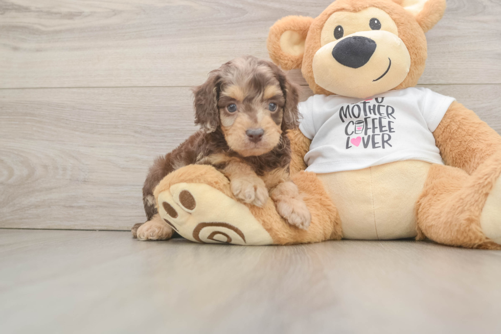 Sweet Cockapoo Baby
