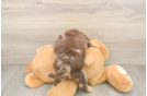 Friendly Cockapoo Baby