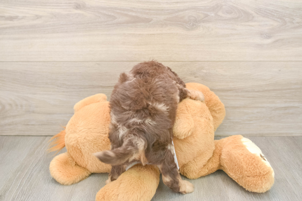 Friendly Cockapoo Baby