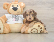 7 week old Cockapoo Puppy For Sale - Seaside Pups