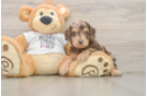 Best Cockapoo Baby