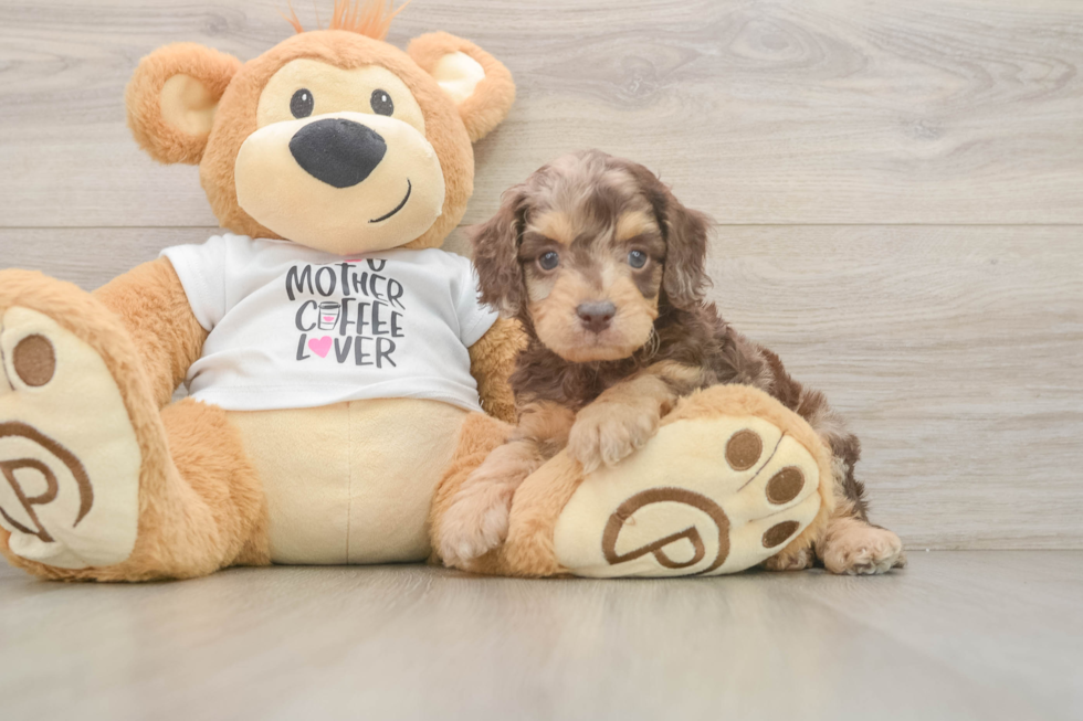Best Cockapoo Baby