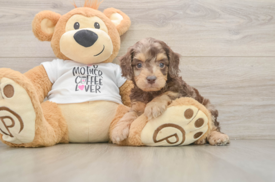 Best Cockapoo Baby