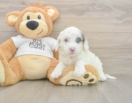 5 week old Cockapoo Puppy For Sale - Seaside Pups