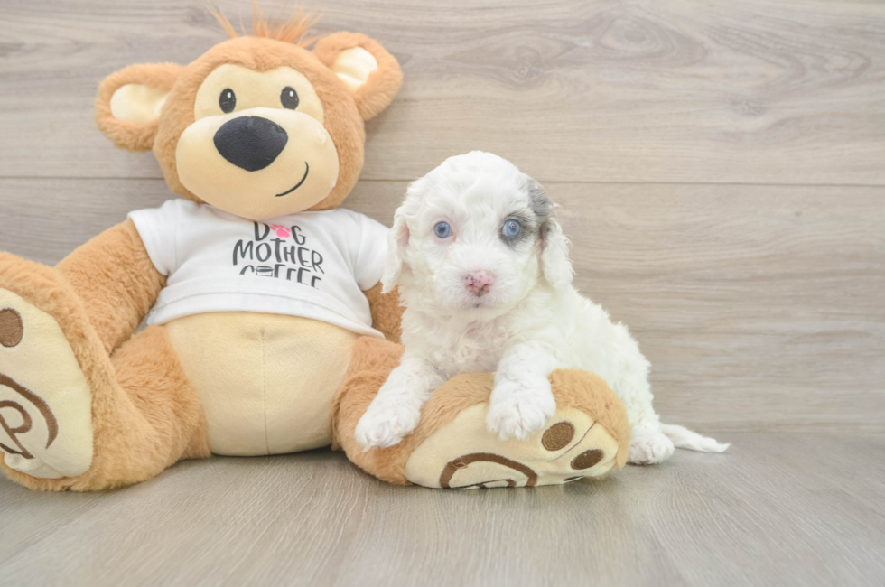 5 week old Cockapoo Puppy For Sale - Seaside Pups