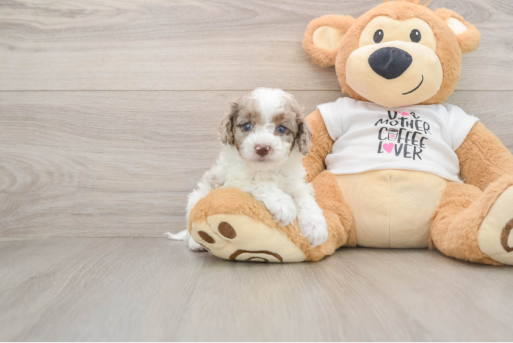 Cockapoo Puppy for Adoption