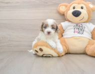 7 week old Cockapoo Puppy For Sale - Seaside Pups