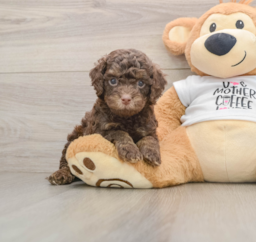 8 week old Cockapoo Puppy For Sale - Seaside Pups