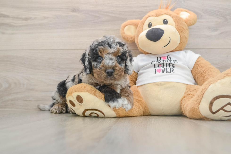 Funny Cockapoo Poodle Mix Pup