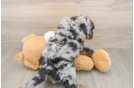 Cockapoo Puppy for Adoption