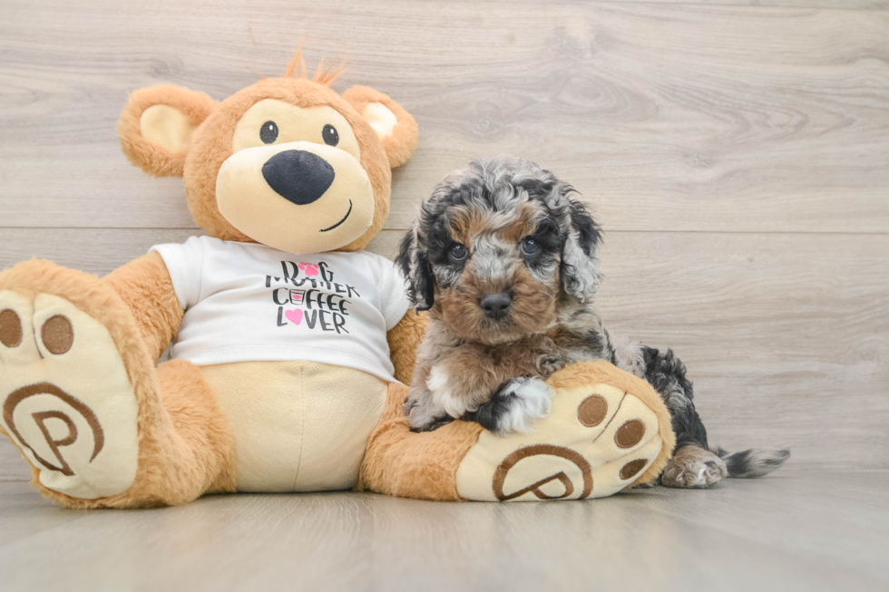Best Cockapoo Baby