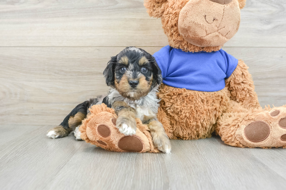 7 week old Cockapoo Puppy For Sale - Seaside Pups