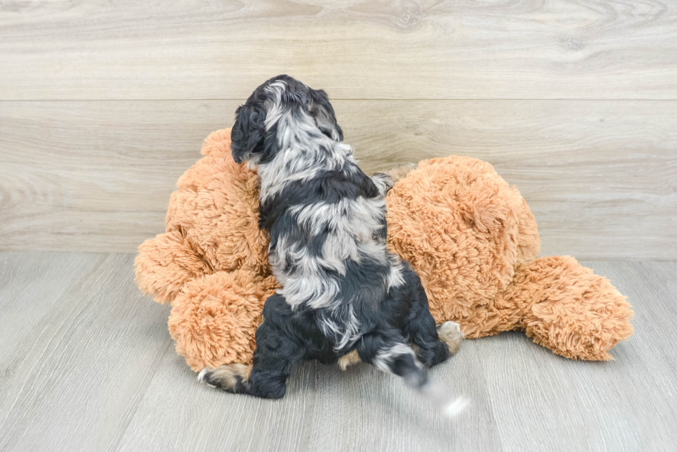 Cockapoo Puppy for Adoption