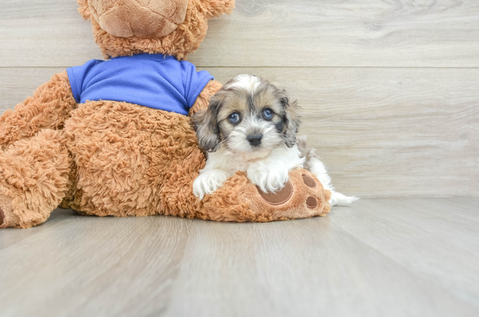 7 week old Cockapoo Puppy For Sale - Seaside Pups