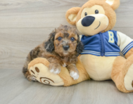 7 week old Cockapoo Puppy For Sale - Seaside Pups