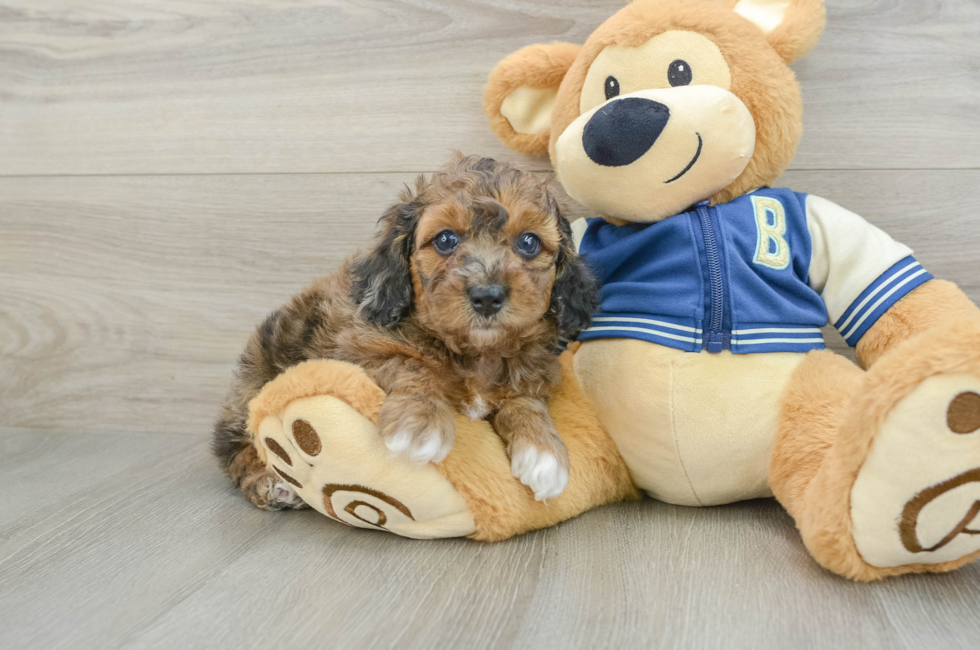 7 week old Cockapoo Puppy For Sale - Seaside Pups