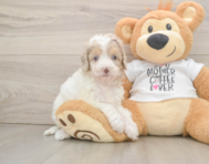 6 week old Cockapoo Puppy For Sale - Seaside Pups