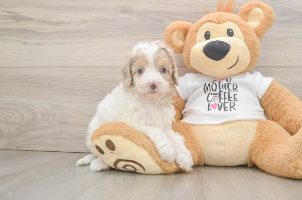 5 week old Cockapoo Puppy For Sale - Seaside Pups