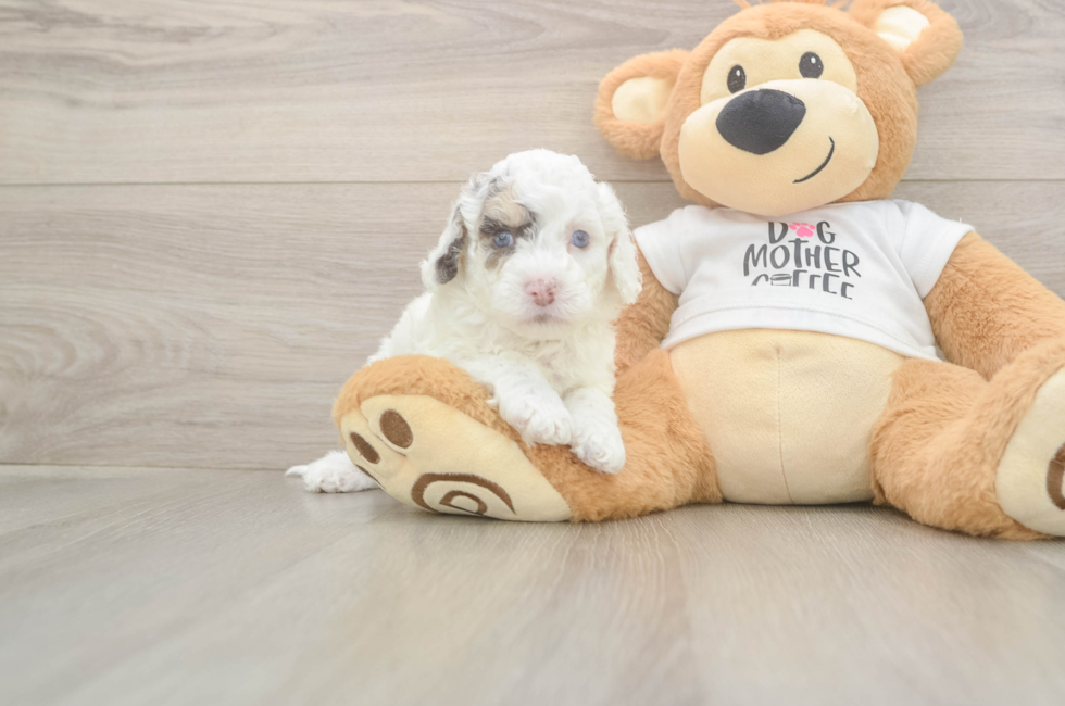 5 week old Cockapoo Puppy For Sale - Seaside Pups