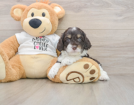 7 week old Cockapoo Puppy For Sale - Seaside Pups